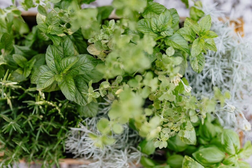 pexels-photo-4750396 Top View of Assorted Herbs